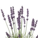 Sztuczny kwiat LAVI  fioletowy styl boho ameliahome - ARTFLOWER/AH/LAVI/27/10PCS