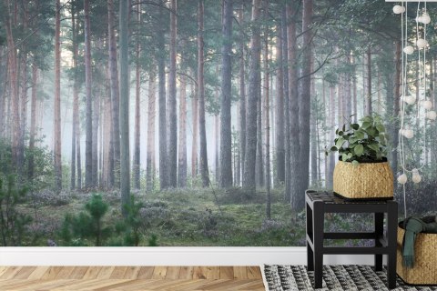 Fototapeta Las We Mgle Flizelina 416x290 FT-472-VEXXXXL