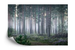 Fototapeta Las We Mgle Flizelina 520x318 FT-472-VEXXXXXL