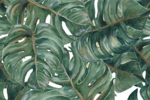 Fototapeta Akwarelowe Liście Monstery Vinyl Gładki 180x120 FT-2189-VG180-120