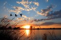 Obraz Na Płótnie Ptaki O Zachodzie Słońca Canvas Naturalny 100x70 LB-842-NC100-70