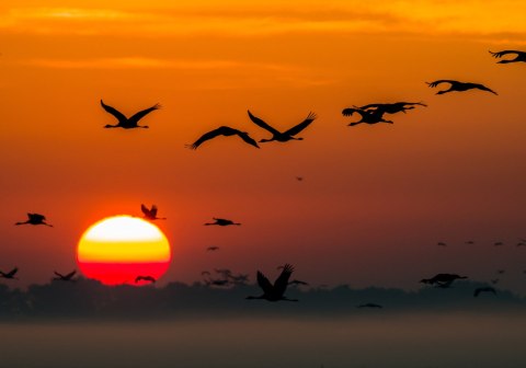 Obraz Na Płótnie Lecące Żurawie Canvas Naturalny 120x80 LB-830-NC120-80