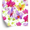 Tapeta Do Salonu Storczyki Kwiaty Przyroda Natura Flizelina 53x1000 TR-3453-VER-53