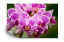 Fototapeta Bukiet Orchidei Flizelina Zmywalna 180x120 FT-744-VEML180-120