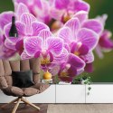 Fototapeta Bukiet Orchidei Flizelina Zmywalna 180x120 FT-744-VEML180-120