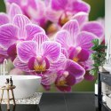 Fototapeta Bukiet Orchidei Flizelina Zmywalna 180x120 FT-744-VEML180-120