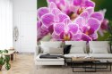 Fototapeta Bukiet Orchidei Flizelina Zmywalna 180x120 FT-744-VEML180-120