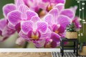 Fototapeta Bukiet Orchidei Flizelina Zmywalna 180x120 FT-744-VEML180-120