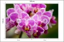 Fototapeta Bukiet Orchidei Flizelina Zmywalna 180x120 FT-744-VEML180-120