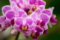 Fototapeta Bukiet Orchidei Tapeta Samoprzylepna 180x120 FT-744-SK180-120