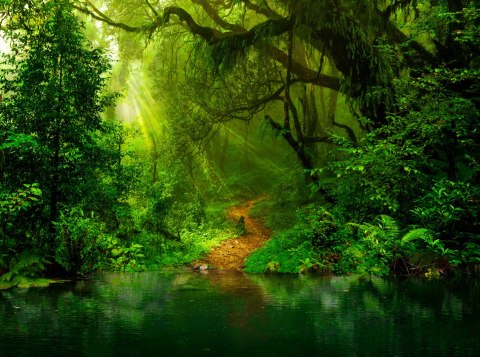 Fototapeta Las Vinyl Gładki 368x254 FT-448488-VG8