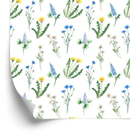 Tapeta Stokrotka Z Polnymi Kwiatami