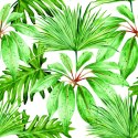 Tapeta Tropikalne Liście