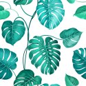 Tapeta Liście Monstera Natura