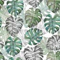 Tapeta Liście Monstera