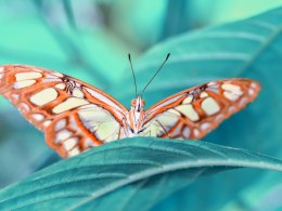 Obraz Wieloczęściowy Motyl Na Liściu W Skali Makro