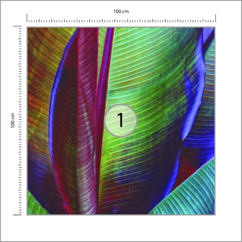 Fototapeta Kwadratowa Liść Bananowca François Casanova