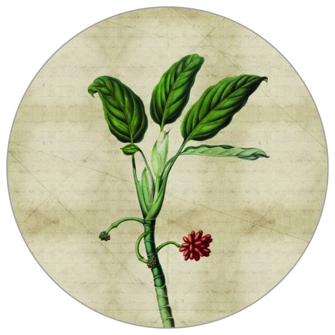 Fototapeta Okrągła Rośliny Tropikalne I