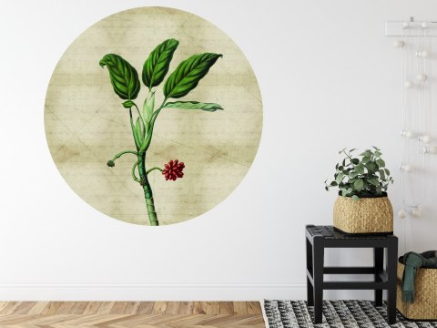 Fototapeta Okrągła Rośliny Tropikalne I