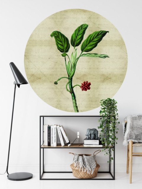 Fototapeta Okrągła Rośliny Tropikalne I