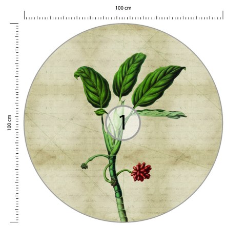 Fototapeta Okrągła Rośliny Tropikalne I