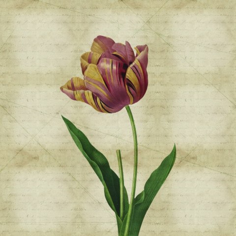 Fototapeta Okrągła Rycina Botaniczna W Stylu Vintage Iv