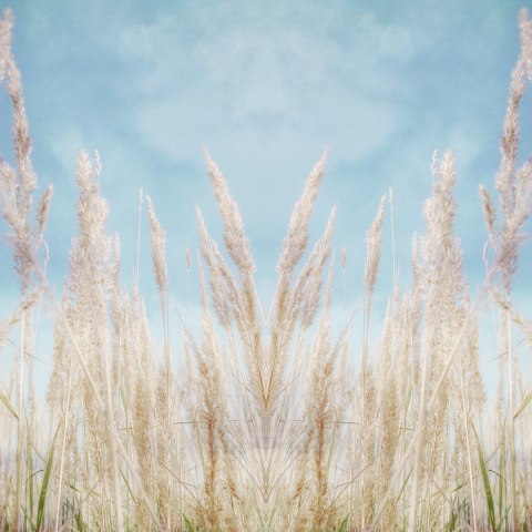 Fototapeta Kwadratowa Lipcowe Dni