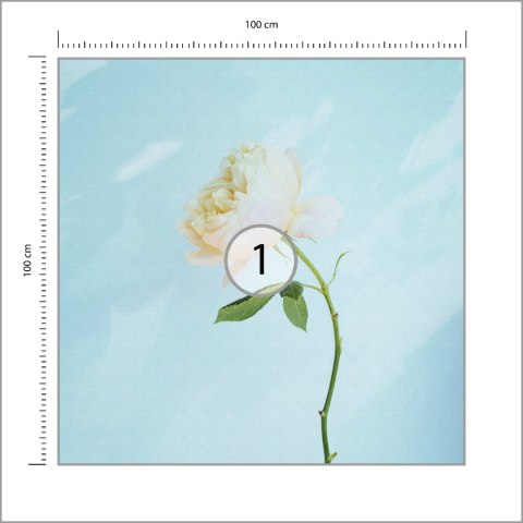 Fototapeta Kwadratowa Pastelowa Róża