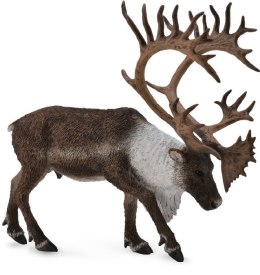 COLLECTA RENIFER TARANDUS CARIBOU