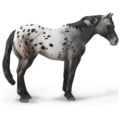 COLLECTA NIEBIESKI DERESZ APPALOOSA