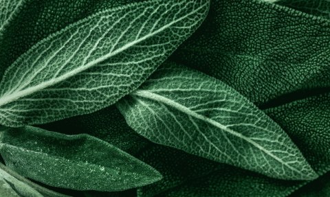 Obraz Wieloczęściowy Szałwia Odchodzi W Skali Makro Canvas 200x120 LBS-3812-C200-120_1X40-120_2X40-80_2X40-40