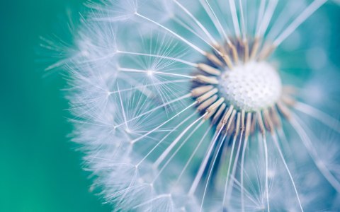 Obraz Wieloczęściowy Mniszek Lekarski W Skali Makro Canvas Naturalny 240x150 LBS-3721-NC240-150_2X60-150_2X60-90