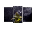 Obraz Wieloczęściowy Roślina Konopi Na Zadymionym Tle Canvas 180x120 LBS-3969-C180-120_1X60-120_2X60-90