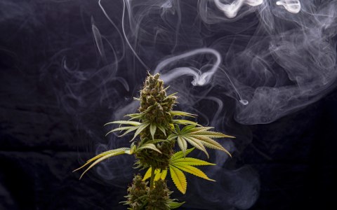 Obraz Wieloczęściowy Roślina Konopi Na Zadymionym Tle Canvas 240x150 LBS-3971-C240-150_2X60-150_2X60-90