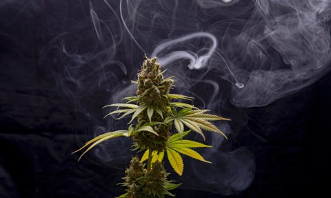 Obraz Wieloczęściowy Roślina Konopi Na Zadymionym Tle Canvas Naturalny 150x90 LBS-3972-NC150-90_1X30-90_2X30-60_2X30-30