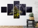 Obraz Wieloczęściowy Roślina Konopi Na Zadymionym Tle Canvas Naturalny 150x90 LBS-3972-NC150-90_1X30-90_2X30-60_2X30-30