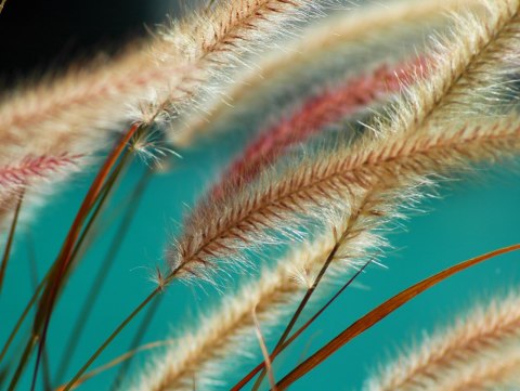 Obraz Wieloczęściowy Rośliny W Skali Makro Canvas 120x90 LBS-3690-C120-90_2X30-90_2X30-60