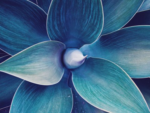 Obraz Wieloczęściowy Widok Z Góry Rośliny W Skali Makro Canvas 200x150 LBS-3880-C200-150_2X50-150_2X50-100