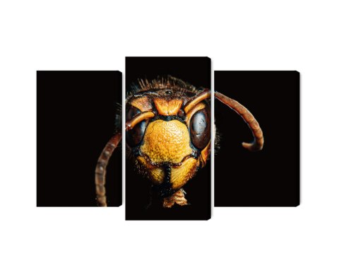 Obraz Wieloczęściowy Szerszeń W Skali Makro Canvas Naturalny 150x100 LBS-3869-NC150-100_1X50-100_2X50-75