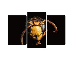 Obraz Wieloczęściowy Szerszeń W Skali Makro Canvas Naturalny 180x120 LBS-3869-NC180-120_1X60-120_2X60-90
