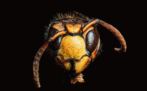 Obraz Wieloczęściowy Szerszeń W Skali Makro Canvas Naturalny 240x150 LBS-3871-NC240-150_2X60-150_2X60-90