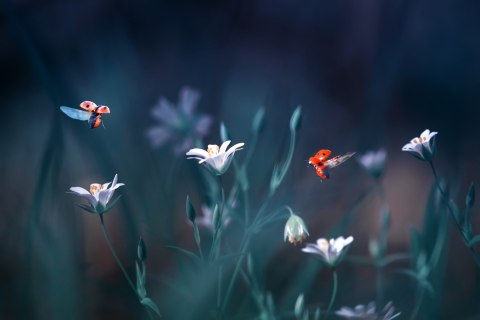 Obraz Wieloczęściowy Biedronki I Polne Kwiaty W Skali Makro Canvas 150x100 LBS-3944-C150-100_1X50-100_2X50-75