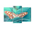 Obraz Wieloczęściowy Motyl Na Liściu W Skali Makro Canvas Naturalny 150x100 LBS-3939-NC150-100_1X50-100_2X50-75