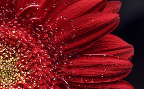 Obraz Wieloczęściowy Płatki Kwiatów W Skali Makro Canvas Naturalny 160x100 LBS-3851-NC160-100_2X40-100_2X40-60