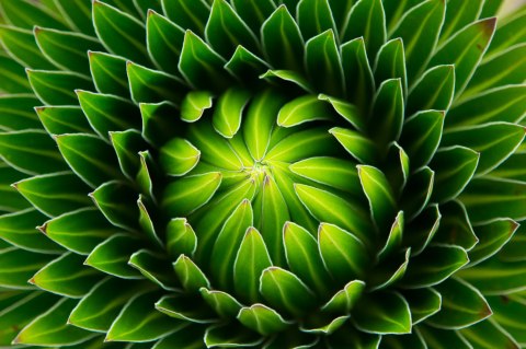 Obraz Wieloczęściowy Zielona Roślina W Skali Makro Canvas Naturalny 150x100 LBS-3709-NC150-100_1X50-100_2X50-75