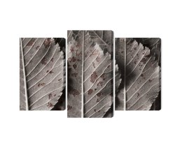 Obraz Wieloczęściowy Szare Liście W Skali Makro Canvas 150x100 LBS-3864-C150-100_1X50-100_2X50-75