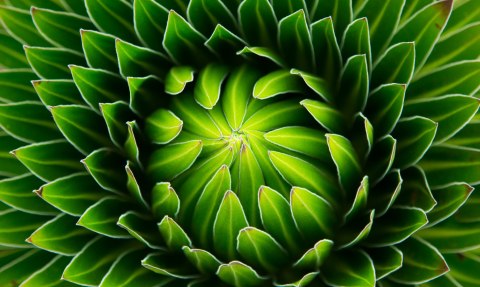 Obraz Wieloczęściowy Zielona Roślina W Skali Makro Canvas Naturalny 200x120 LBS-3712-NC200-120_1X40-120_2X40-80_2X40-40