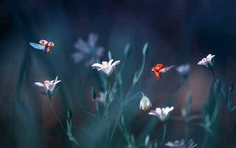 Obraz Wieloczęściowy Biedronki I Polne Kwiaty W Skali Makro Canvas Naturalny 240x150 LBS-3945-NC240-150_2X60-150_2X60-90