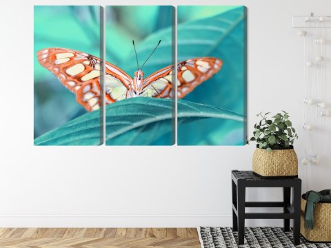 Obraz Wieloczęściowy Motyl Na Liściu W Skali Makro Canvas 180x120 LBS-3938-C180-120_3X60-120