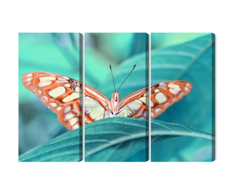 Obraz Wieloczęściowy Motyl Na Liściu W Skali Makro Canvas Naturalny 180x120 LBS-3938-NC180-120_3X60-120